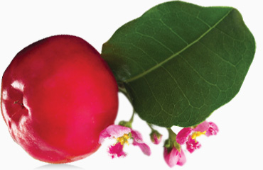 ingredients-acerola